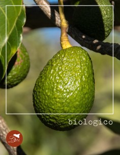 Avocado siciliano BIO