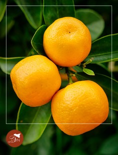 Clementine di Sicilia