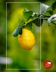 Limoni