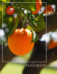 Arance bionde BIO