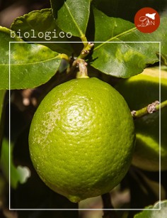 Lime BIO