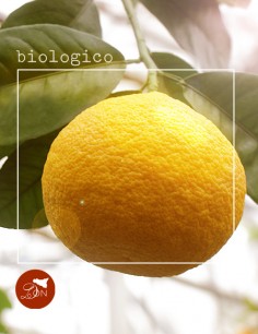Pompelmi Gialli BIO