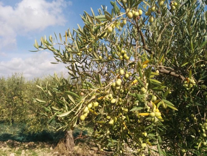 Olio extra vergine di oliva Olio extra vergine di oliva