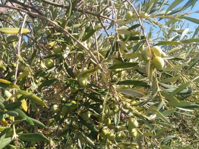 Olio extra vergine di oliva Olio extra vergine di oliva
